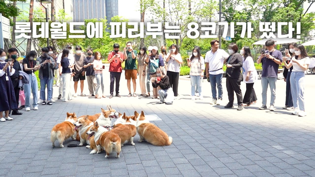 (Sub) 세계 5위, 대한민국 최고 높이의 롯데월드 타워에 출현한 시골 웰시코기들 [서울 나들이 EP.5]