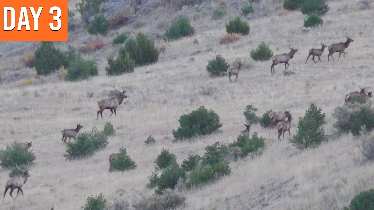 Two Bulls Down Below! | New Mexico Elk Sweepstakes (EP.3)