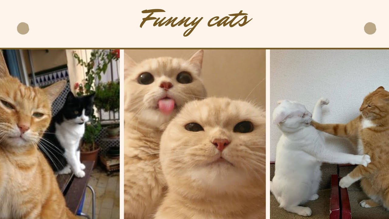 funniest cats🐈–Don't try holding back  laughter😂 – funny animals official.