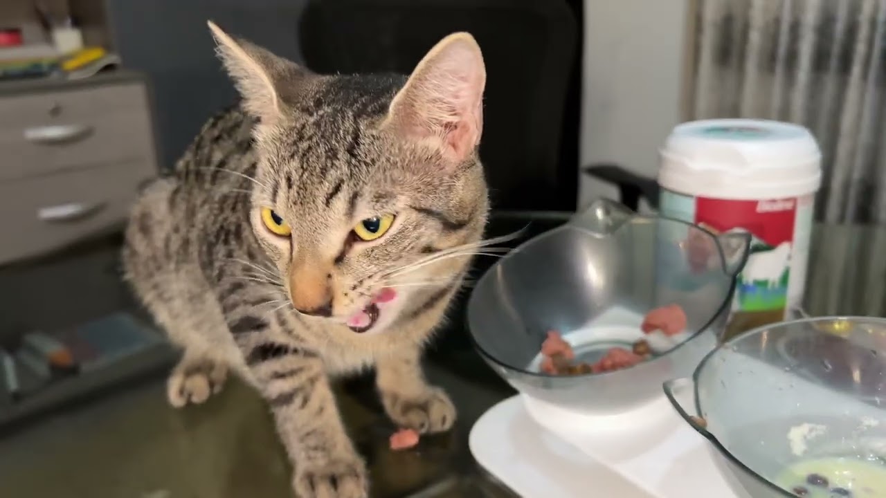 Feeding my 12 weeks old kitten 