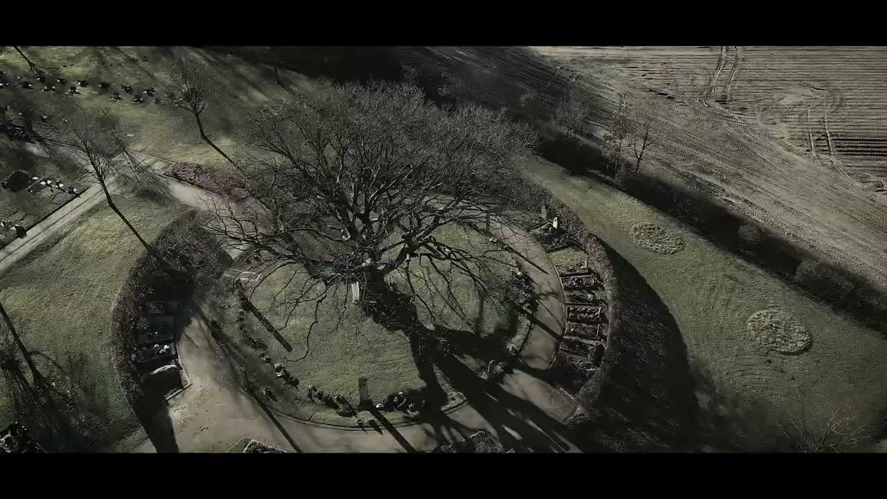 The Old Oak