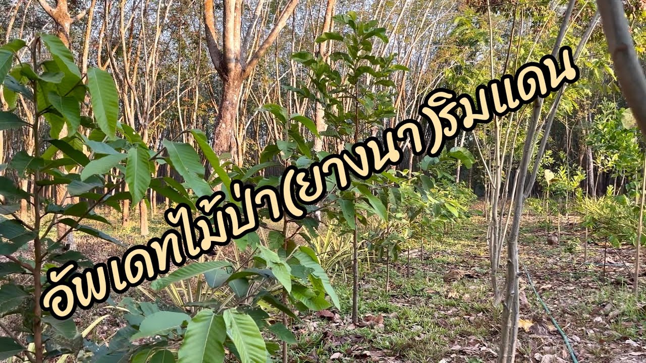 อัพเดทไม้ป่า(ยางนา)ริมแดน