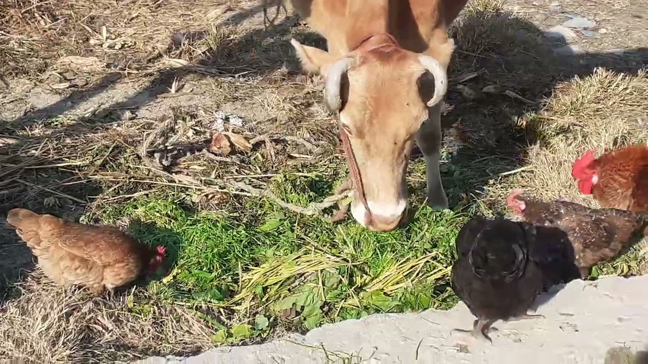 Chicken and cow share lunch 