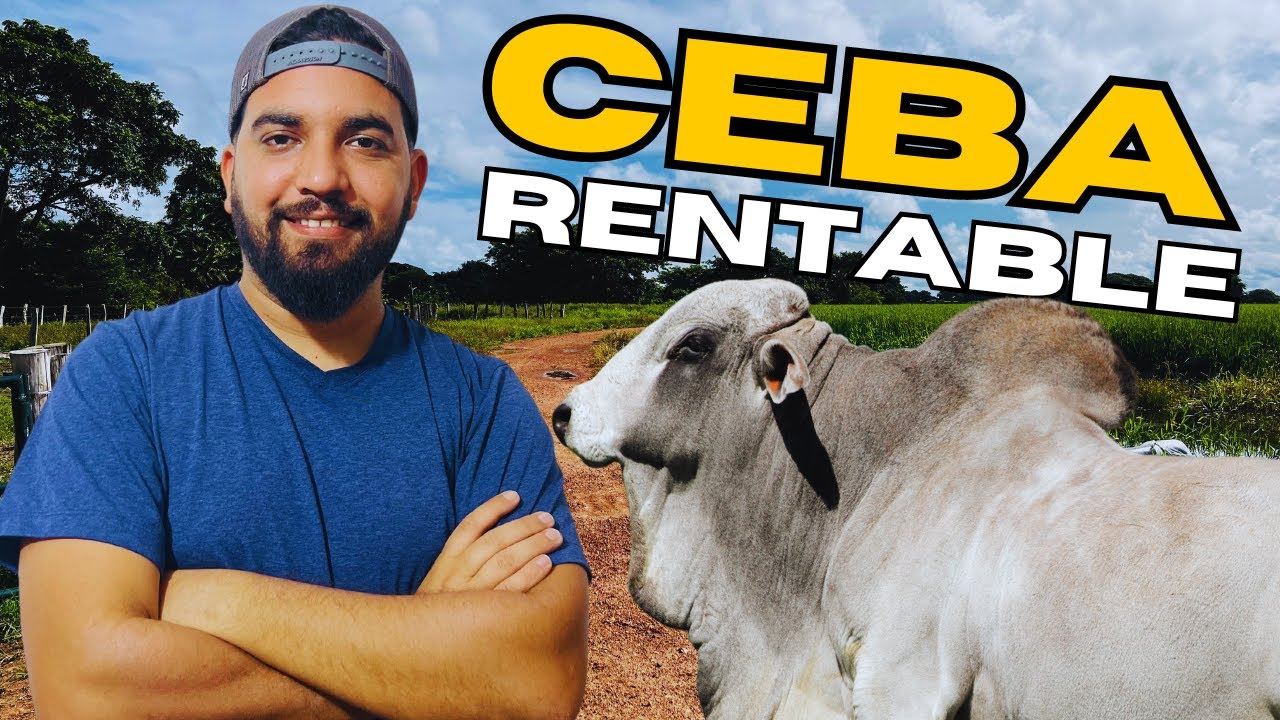 3 MANERAS de CEBAR GANADO &iquest;Cu&aacute;l es la m&aacute;s RENTABLE?