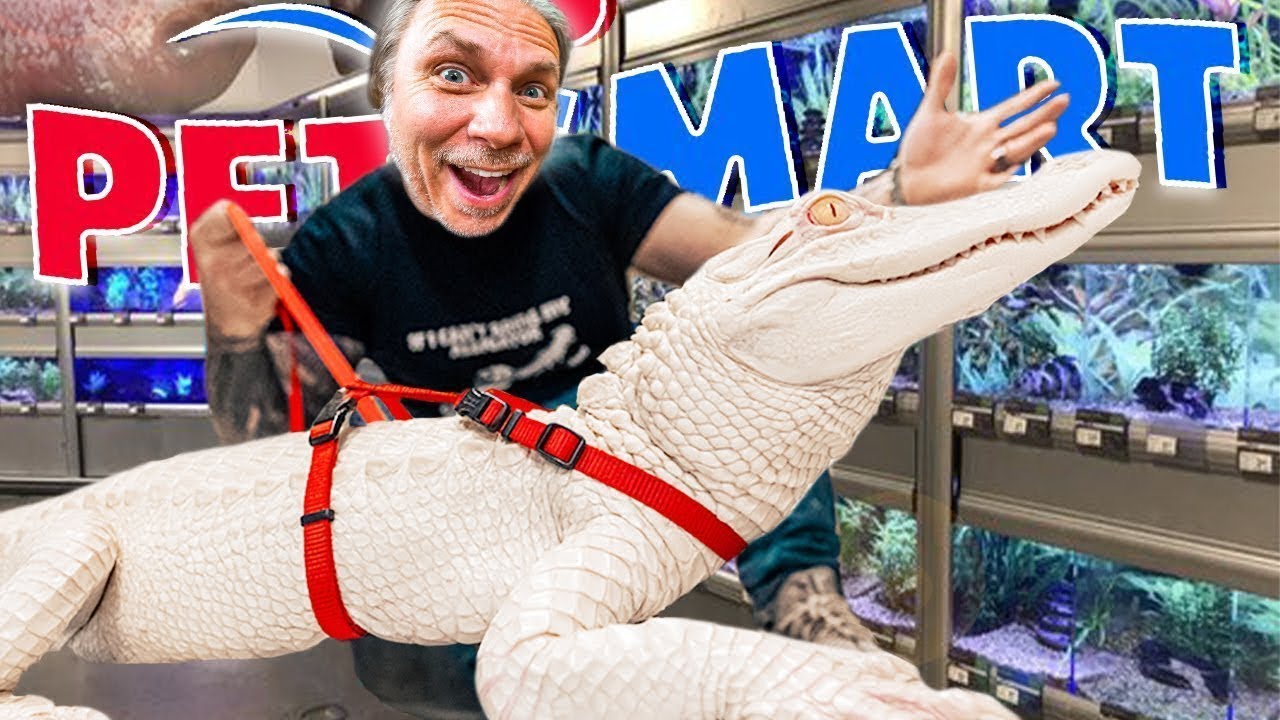 ¡Llevando mi lagarto albino de regreso a Petsmart!