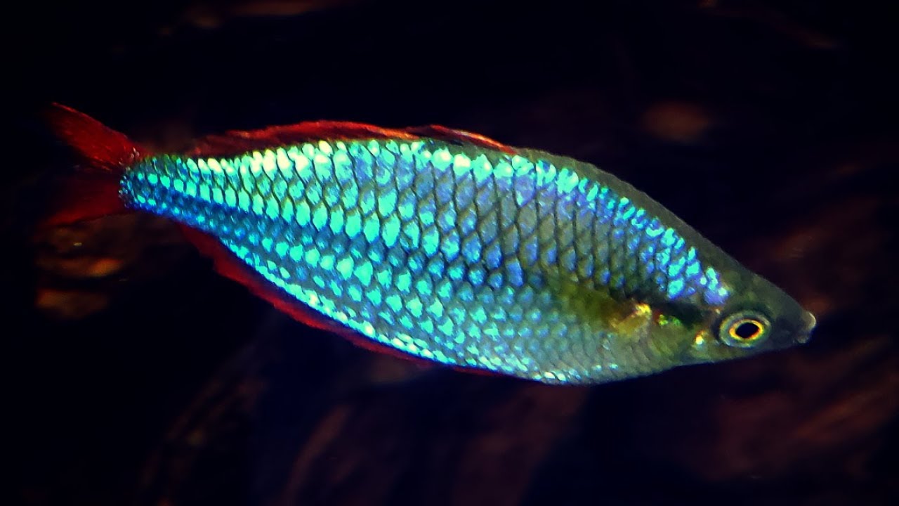 Dwarf Neon Rainbowfish Care Guide