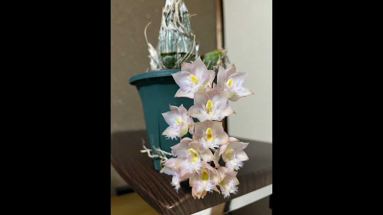 今若者の間でブームになっている「タケノコラン」の植え替え実演会