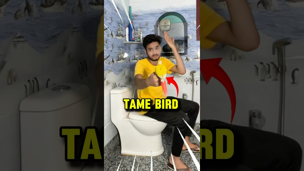 Tame Birds 🦜 mini vlogs with birds #birds #parrot #birdslover #minivlog #shortsfeed