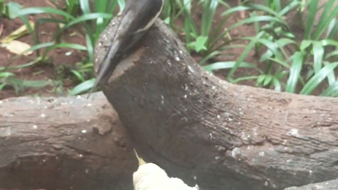 parrot coular
