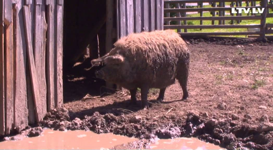 Ungāru garspalvainās cūkas - aitu cūkas