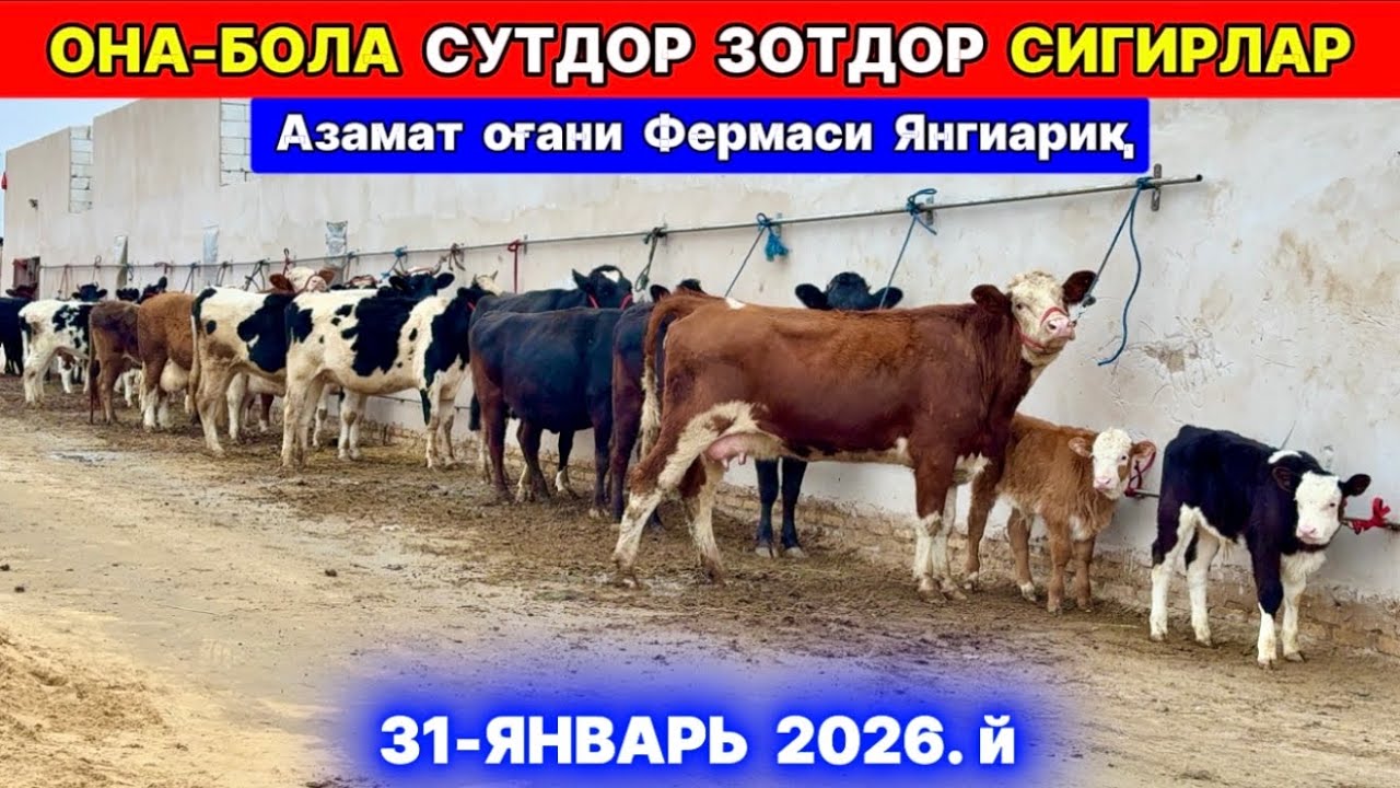 ОНА-БОЛА ЗОТДОР СУТДОР СИГИРЛАР ЗЎРЛАРИ ЧИҚДИ Азамат оғани фермаси янгиариқ 31-января 2026 г.