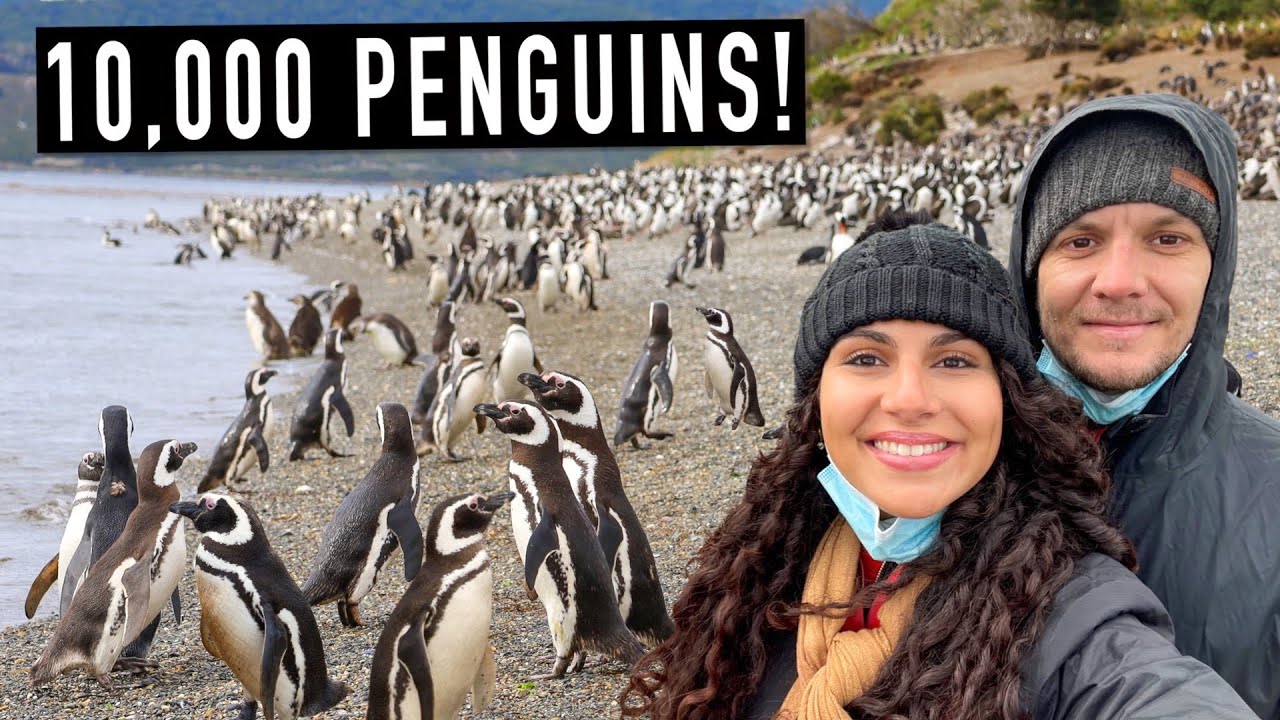 PENGUIN ISLAND IN USHUAIA! THE WORLD'S SOUTHERNMOST CITY 🇦🇷 (PATAGONIA ARGENTINA)