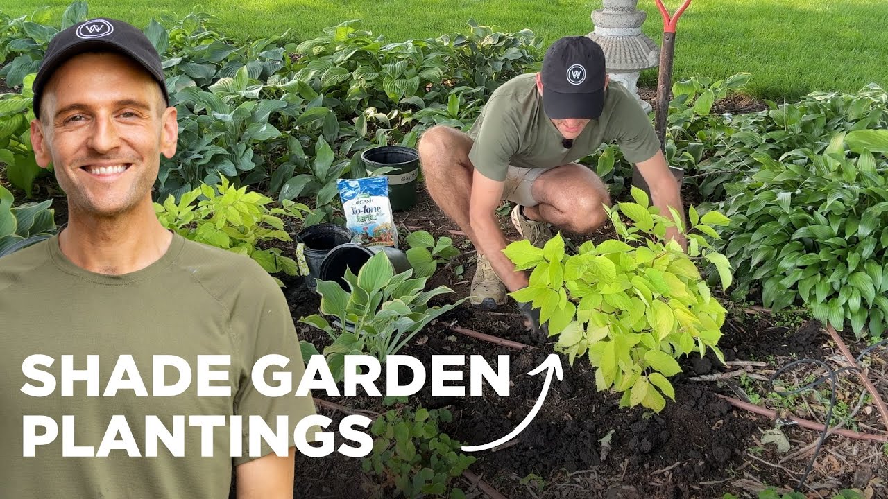 New Shade Garden Plantings!