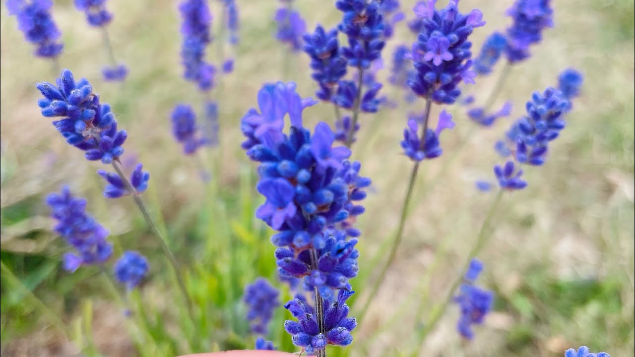 Mayfield Lavender Farm, just an hour from Central 