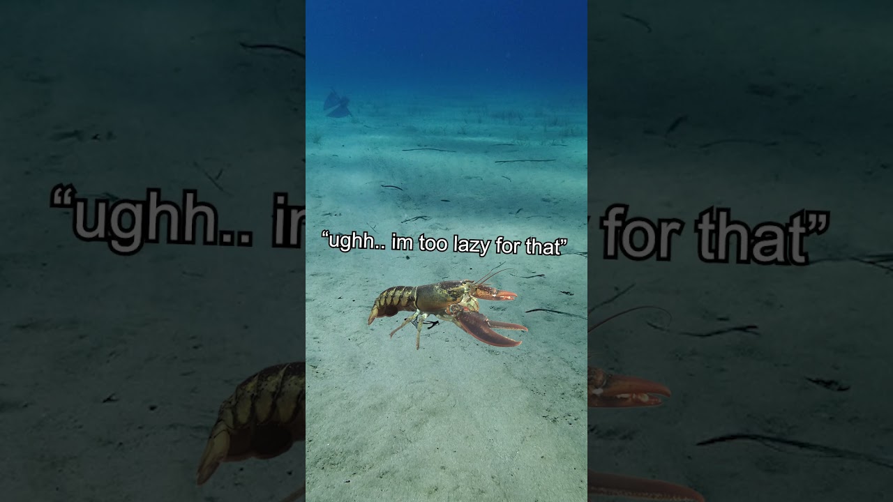 lobsters are actually IMMORTAL??