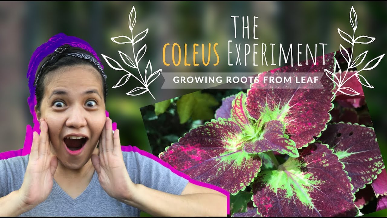 AMAZING COLEUS ROOT GROWTH FROM LEAF IN 10 DAYS | COLEUS CUTTINGS MADE EASY | PLANT LIFE EXPERIMENT