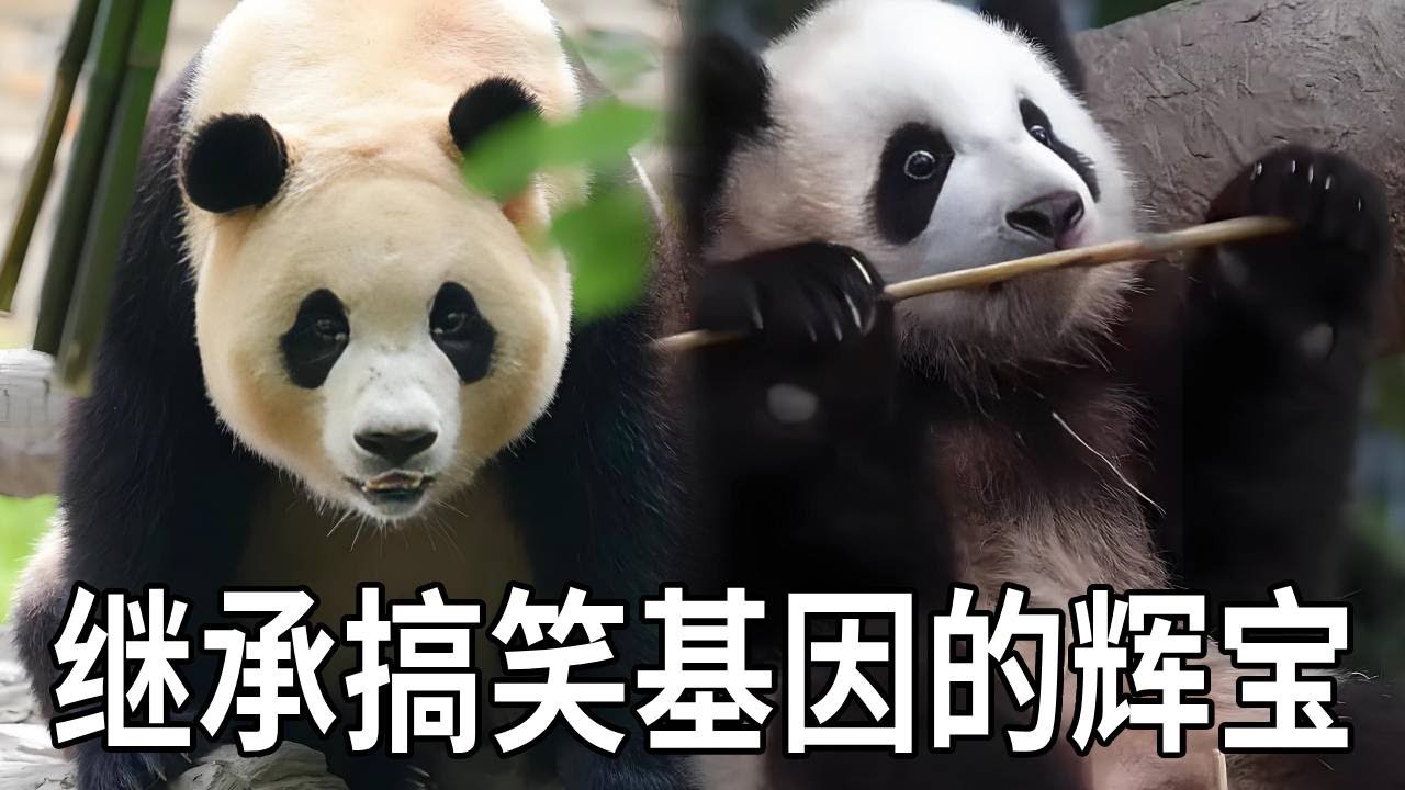 辉宝是什么人间搞怪熊，内心戏十足的它究竟能有多爱演，简直完美继承老爸乐宝的搞笑基因！【你好大熊猫】
