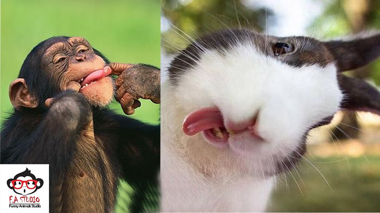 Funny And Cute Animals Compilation | Try Not To Laugh Watching | Funniest Animals Videos 2020