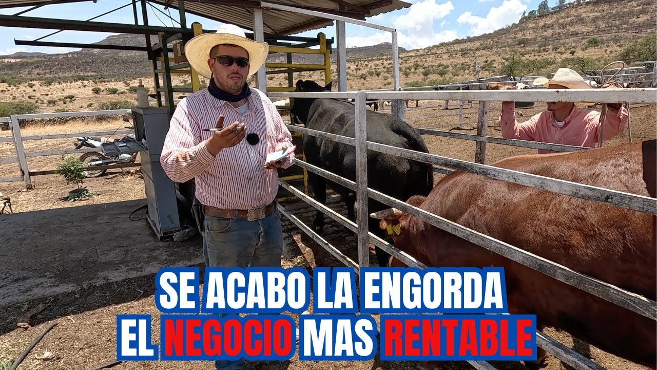 Se ACABO la ENGORDA | COSECHANDO toros de 700 KG | El NEGOCIO mas RENTABLE | RancheandoAndo