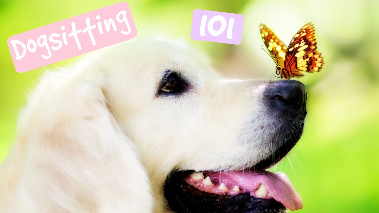 Dogsitting 101 | KaylasBeautyBoutique