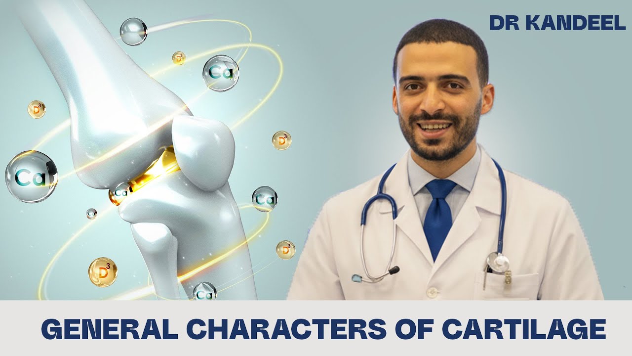 General characters of Cartilage | Histology | dr kandeel طب بشري