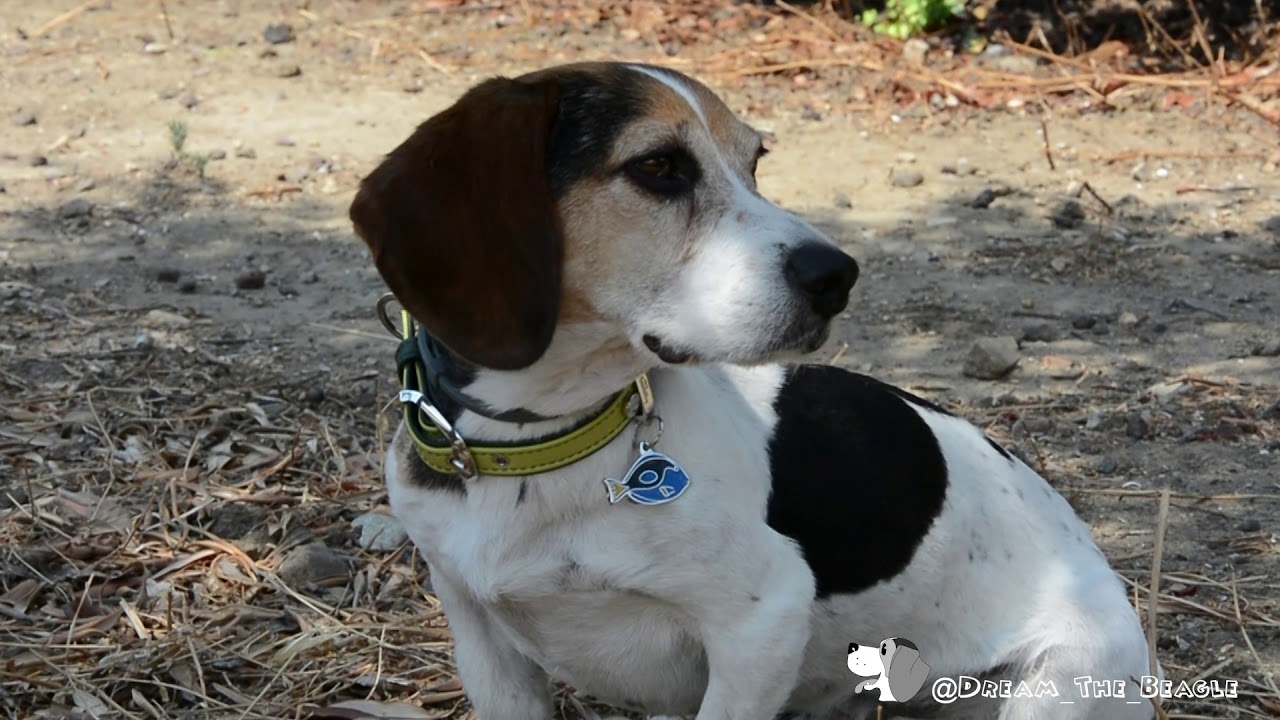 Adventure with My Family for Pets!