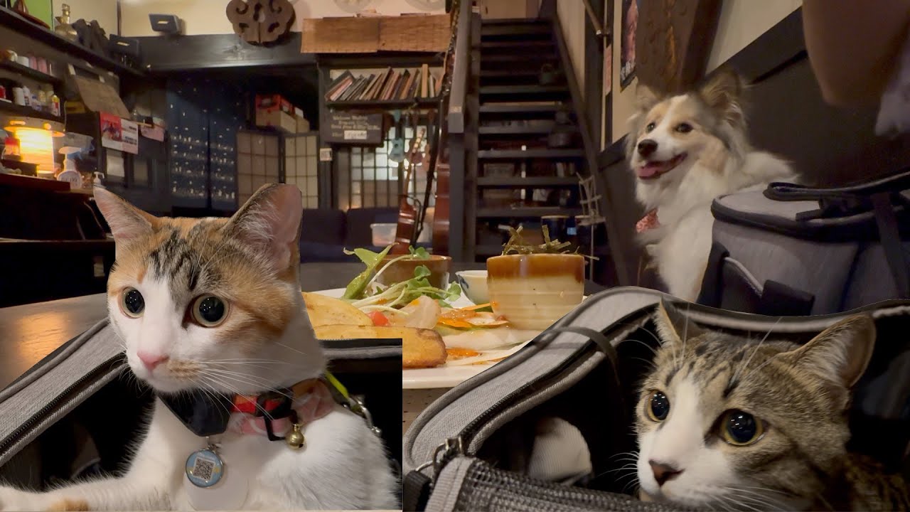 初めて居酒屋に行った犬と猫がまさかのこうなりました😂
