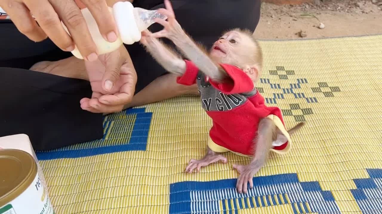 Baby Monkey Mato Raise Both Hand Grabbing Milk From Mom