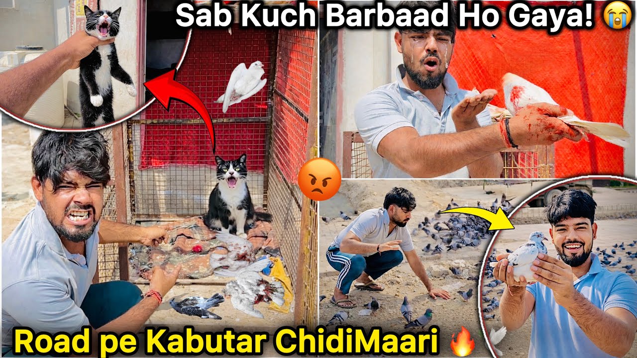 Road pe Ek Minute me Pakda Kabutar 🤑 || Pigeon Cage Par Billi Ka Hamla! 😭