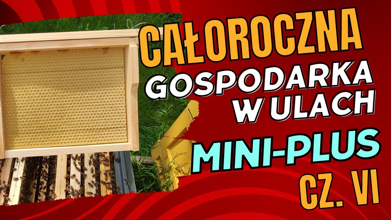 Mini-Plus #6 - Zasiedlanie ulik&oacute;w miniplus w korpusie ula g&oacute;rskiego wlkp 18 cm