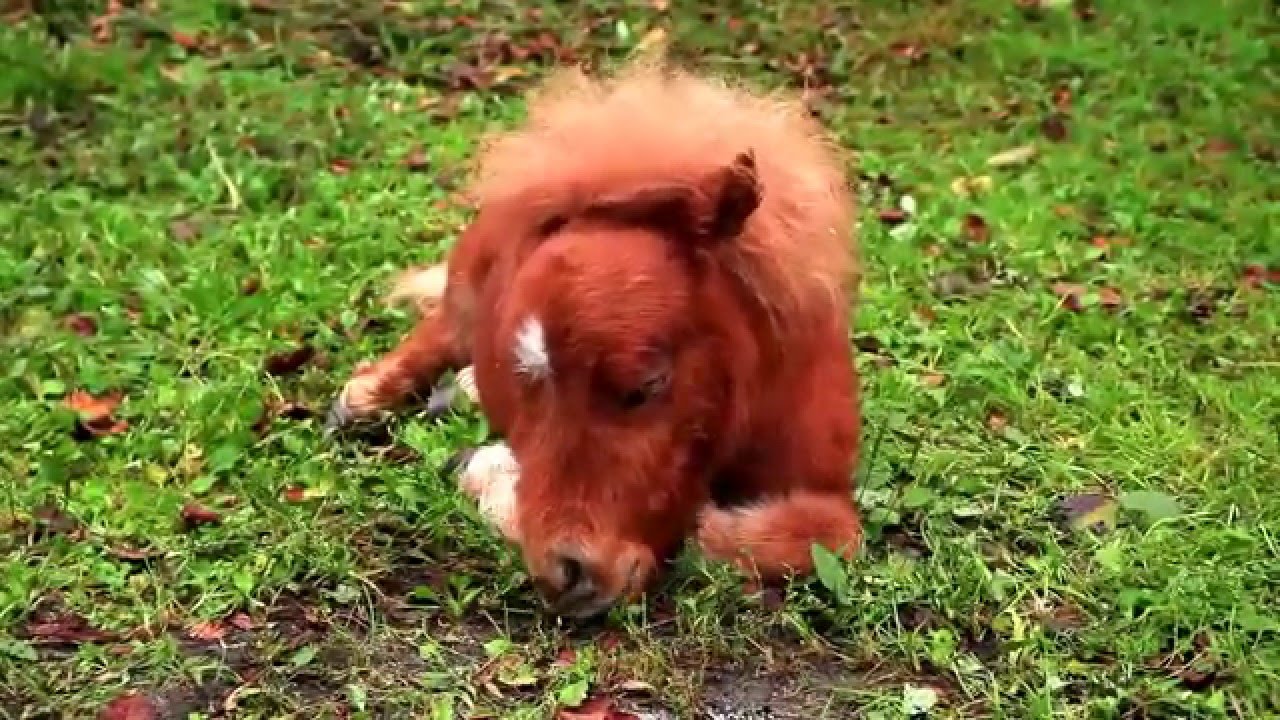 かわいいミニチュアホース　そらまめ　Cute Miniature Horse Pony