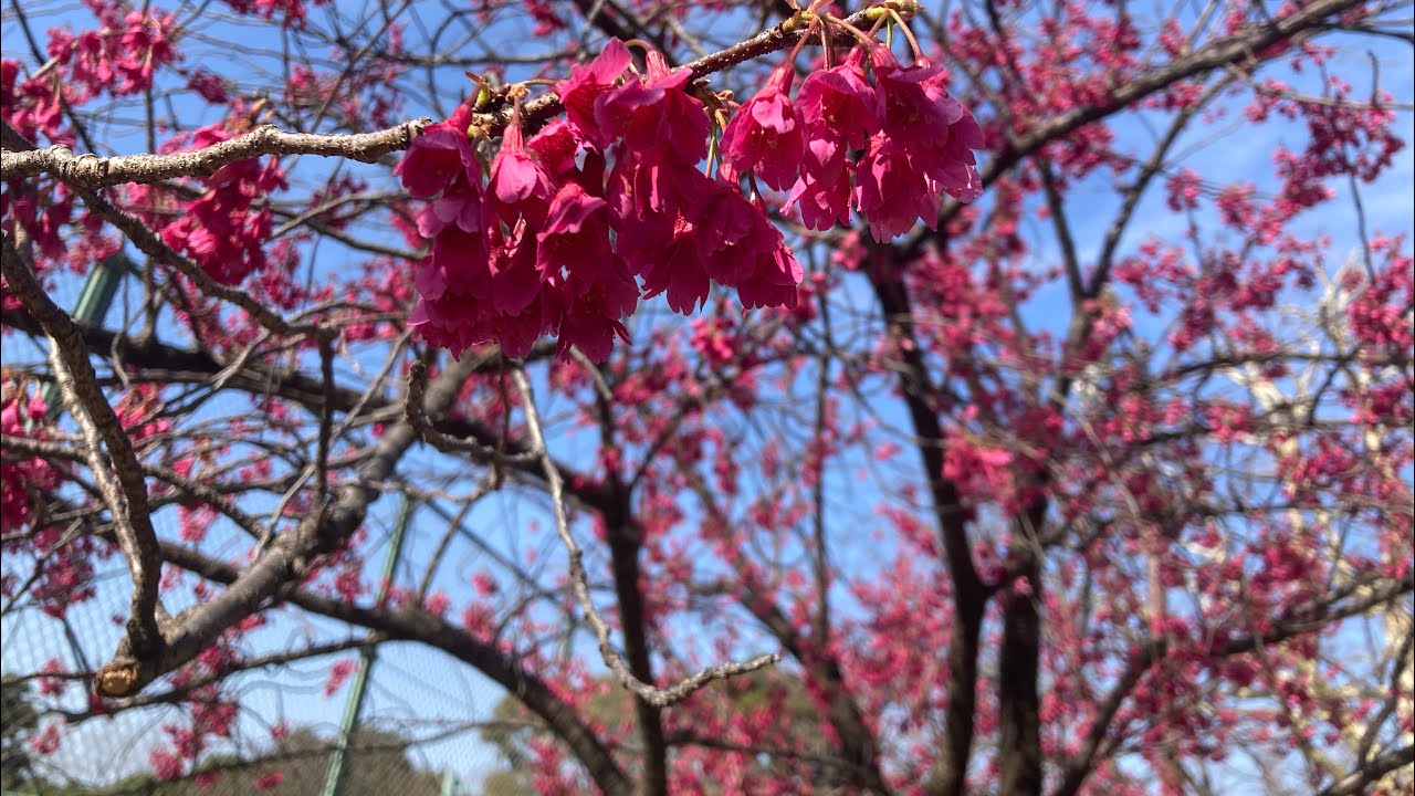 Enjoying early Sakura in Hibiya Park 