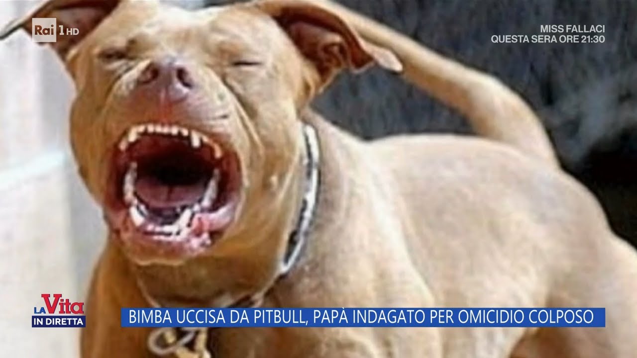 Bimba uccisa da pitbull, la versione del papà non convince - La vita in diretta 18/02/2025