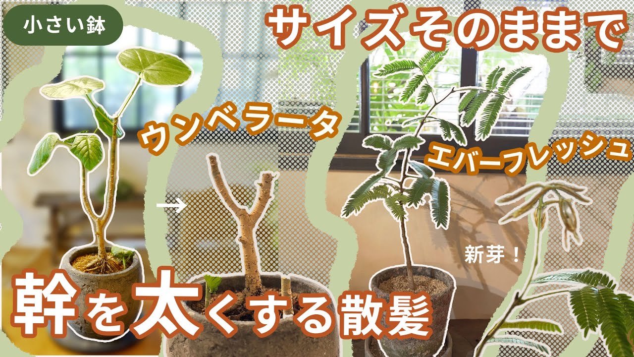 【小鉢】幹を太くしながら大きさを変えない散髪【ウンベラータ・エバーフレッシュ】