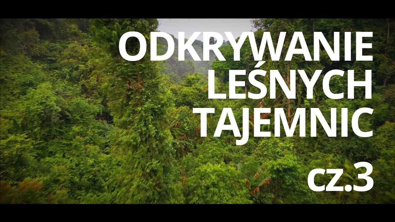 Film edukacyjny o lesie pt. Lasy na świecie — czyta: K. Czubówna