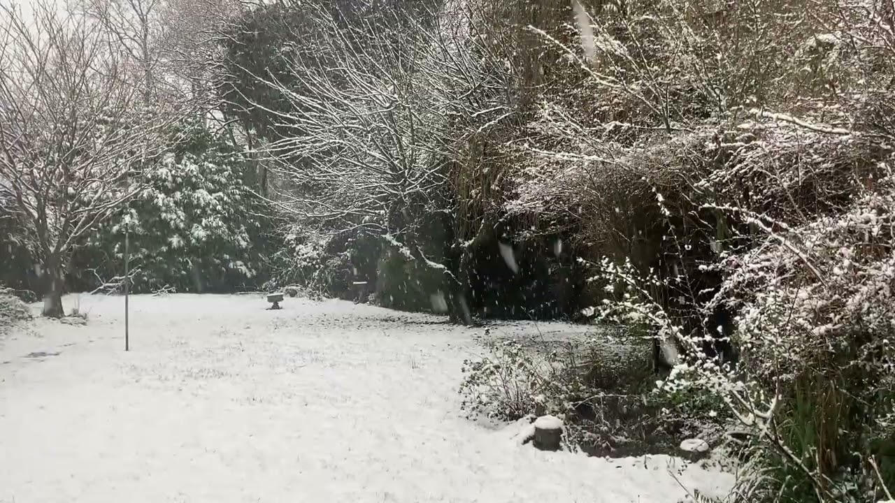 1 hour of Peaceful Winter Garden Ambiance: Relaxing Winter Sounds to Create a Cozy Day Atmosphere