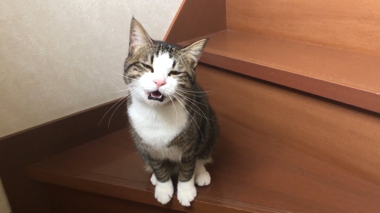 娘と追い駆けっこする猫