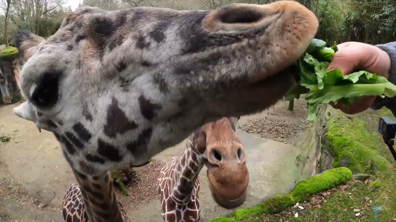 How Giraffes Use Their Super Long Tongues