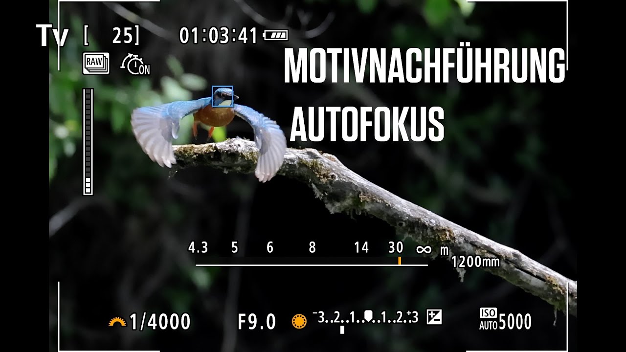 Canon Academy Quick-Tipp: Motivnachf&uuml;hrung Autofokus