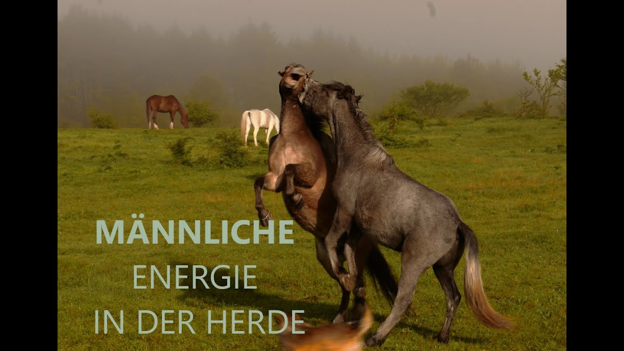 Intakte Essinstinkte - Männliche Energie der Herde - Farmleben