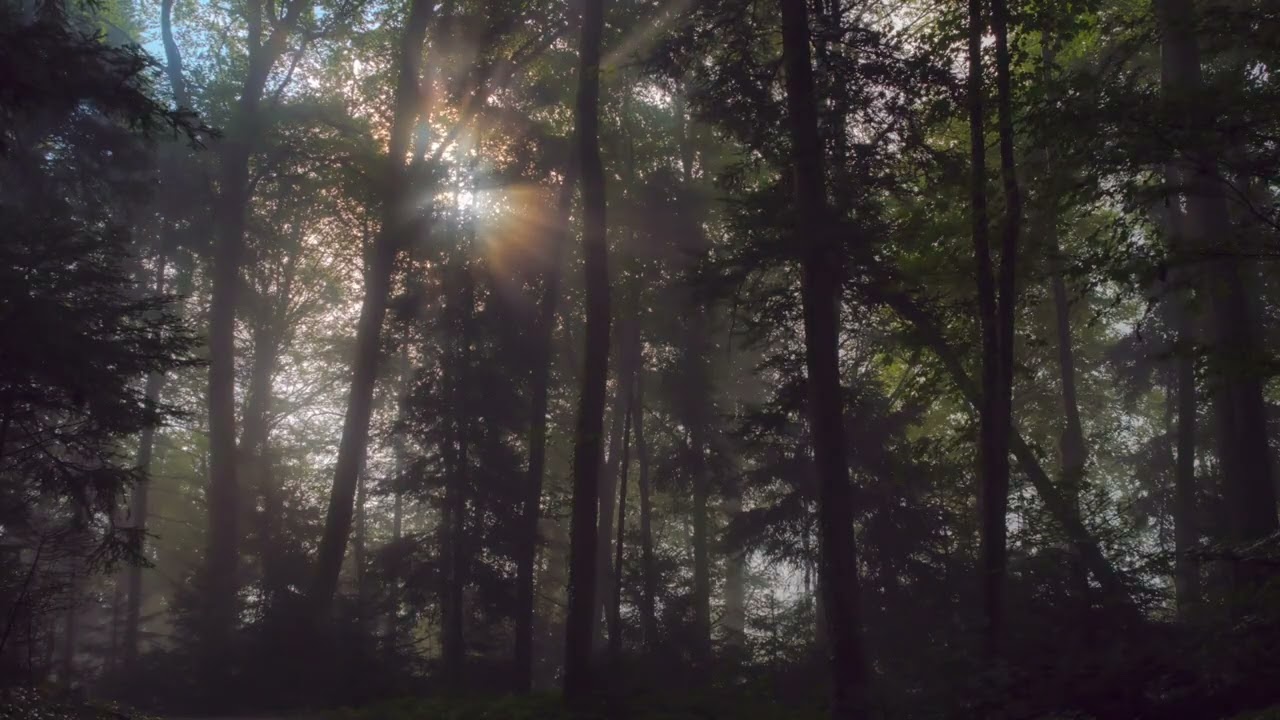 🌿 Nature Sound II – Peaceful Forest Atmosphere with Soft Breeze