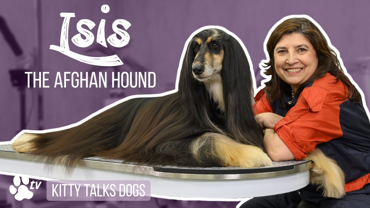 Grooming Isis the Afghan Hound | Kitty Talks Dogs - TRANSGROOM