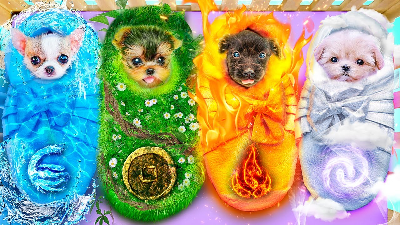 4요소 동물을 입양했어요! 동물을 위한 비밀의 방 만들기