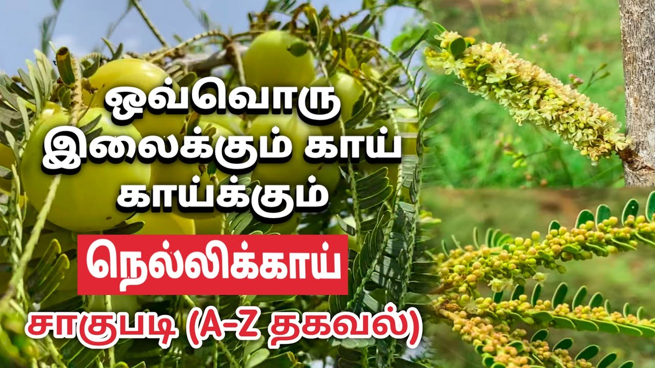 Indian gooseberry cultivation in tamil | periya nellikai sagupadi in tamil | Phyllanthus emblica |