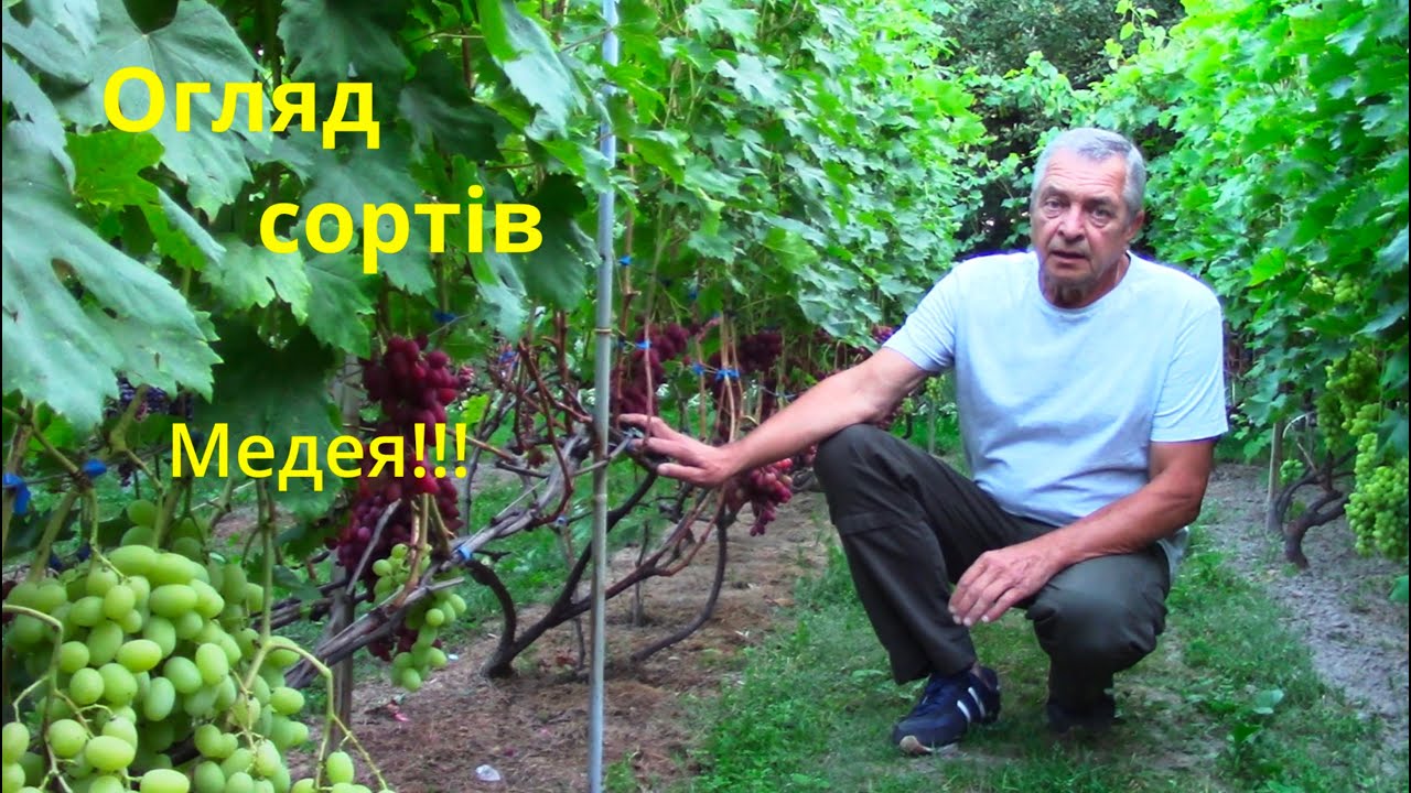 Мій виноградник 🍇 Огляд сортів: Медея\My Vineyard 🍇 Grape Varieties Overview: Medea#виноград #grape