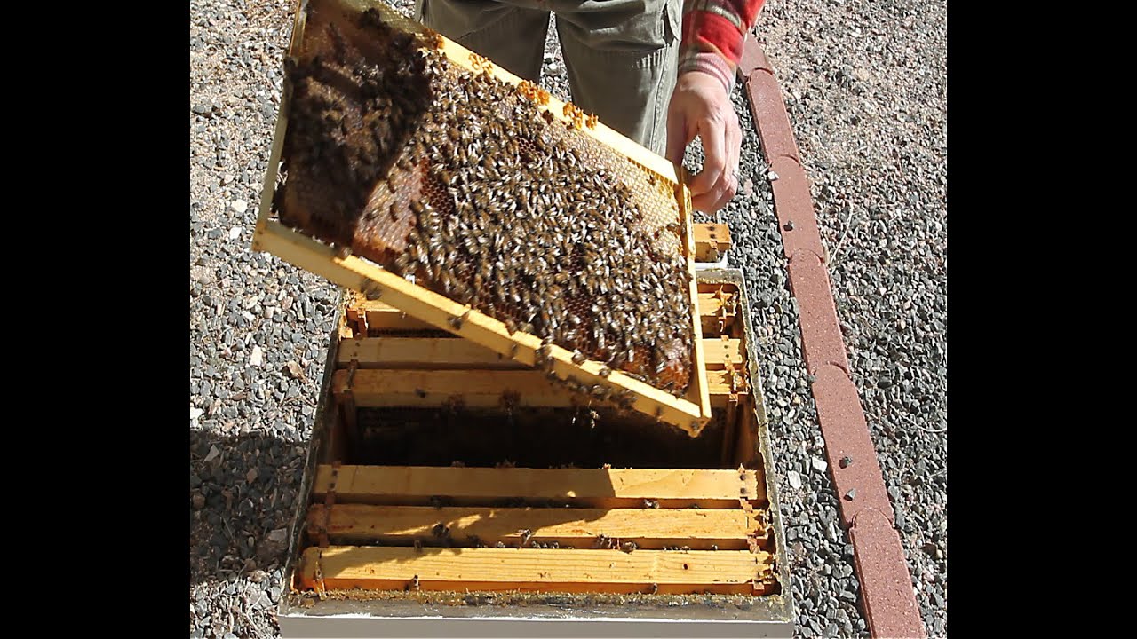 Hive Inspection Part 1:  General Principles (...and a queenless hive?)!
