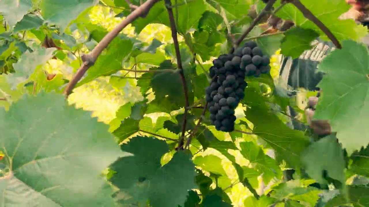 First Fruit! Hand Picking 3-Year-Old Vines in Wisconsin