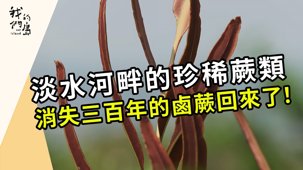 珍稀鹵蕨如何重回淡水河？｜消失三百年的原生蕨類(我們的島第1208集 2023-06-12)