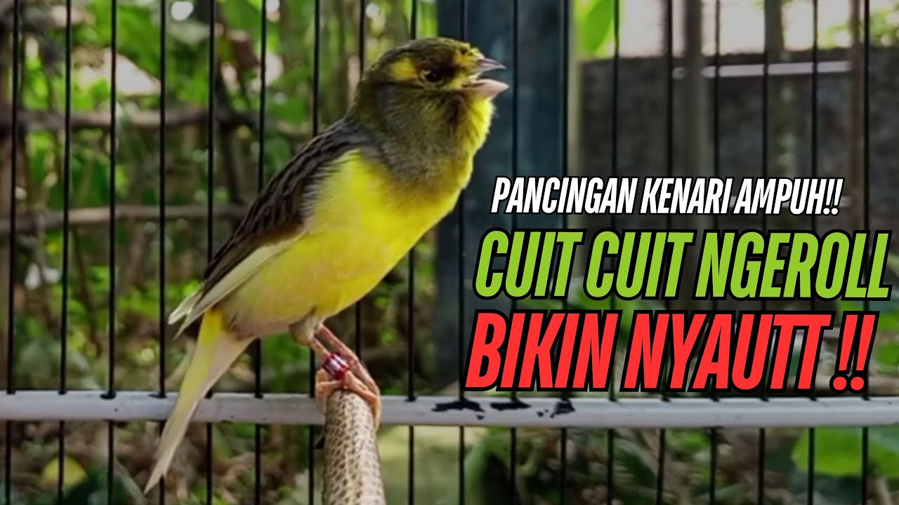 SUARA Kenari GACOR PANJANG Pancingan & masteran Kenari Paud AGAR gacor AMPUH Kenari MACET bunyii