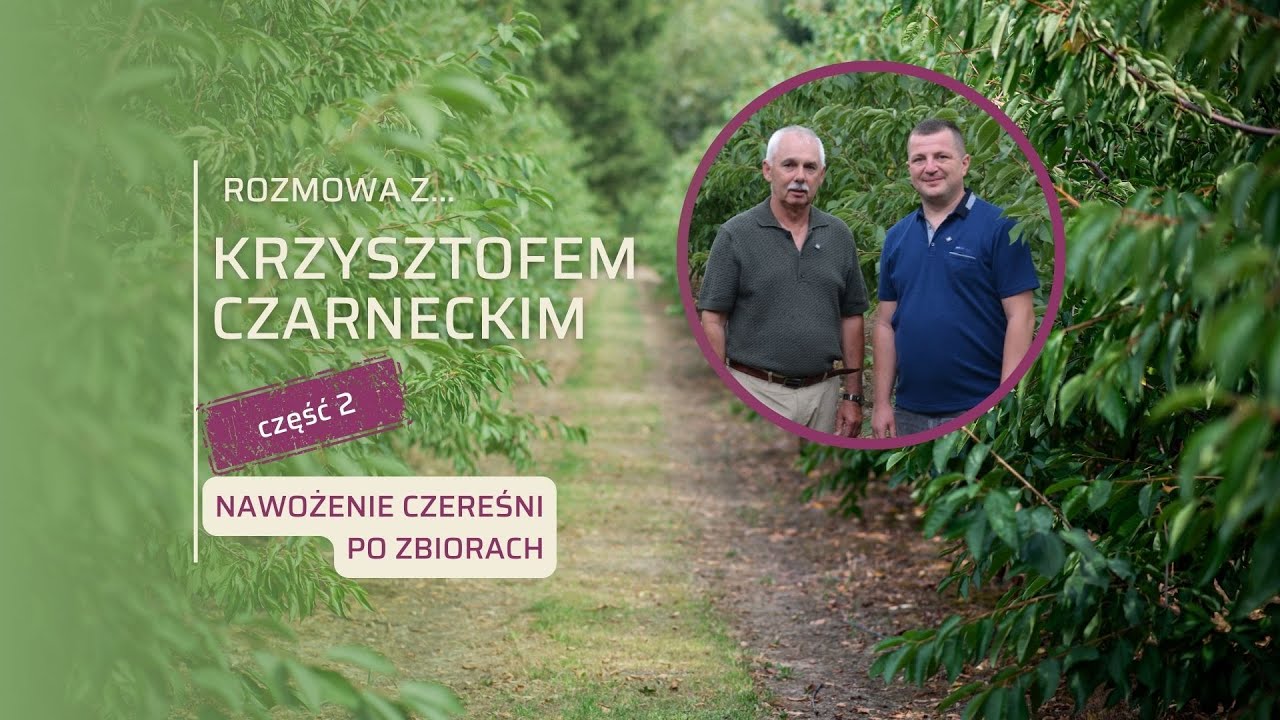 W sadzie czereśniowym Krzysztofa Czarneckiego (cz. 2). Nawożenie czereśni po zbiorach